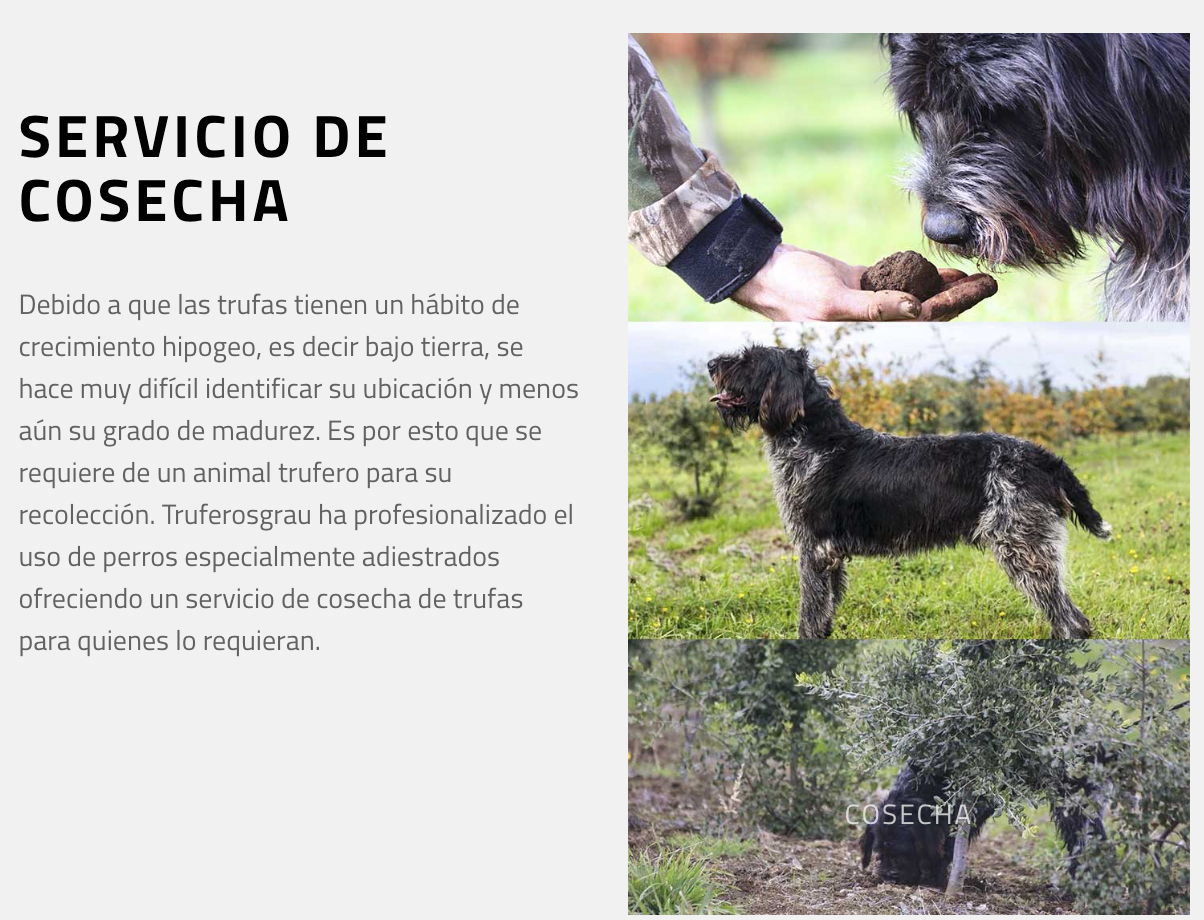 QUESO UNTABLE TRUFADO
