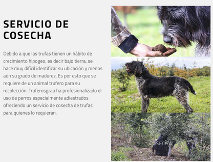 QUESO UNTABLE TRUFADO